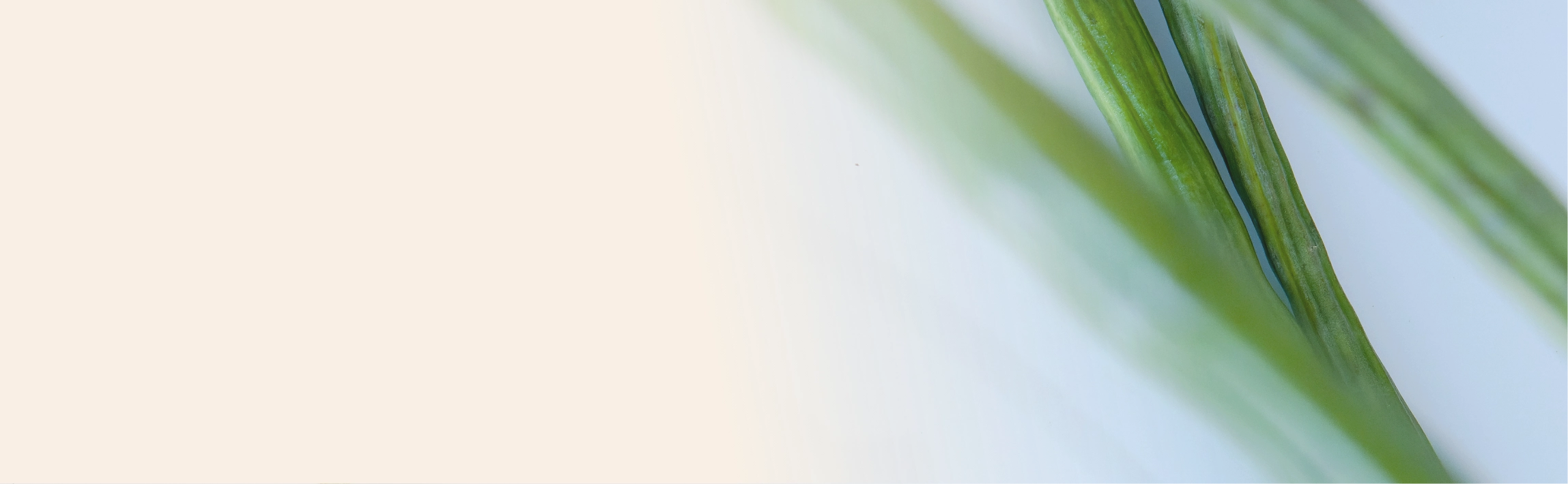 banner-image